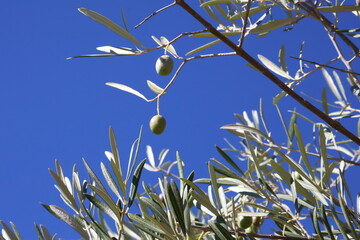 Image of olives on an olive tree