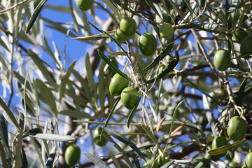 Image of olives on an olive tree