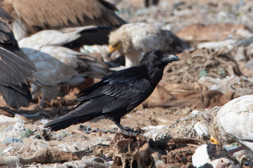 Punjab Raven (Corvus corax laurencei) at Jorbeer carcass dump in Rajasthan, India