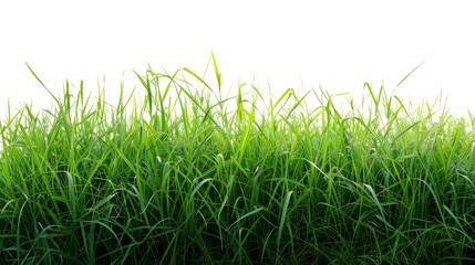 Fototapeta premium Bright green grassy field, isolated on a pristine white background. Ideal for spring and summer themes