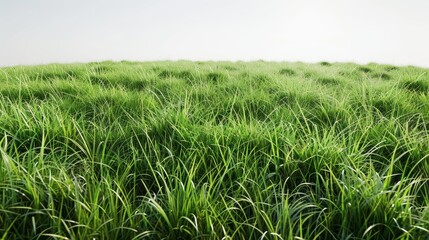 Fototapeta premium Bright green grassy field, isolated on a pristine white background. Ideal for spring and summer themes