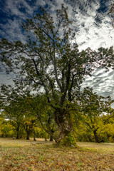 Obraz premium frenar bosque de la herreriana Escorial 