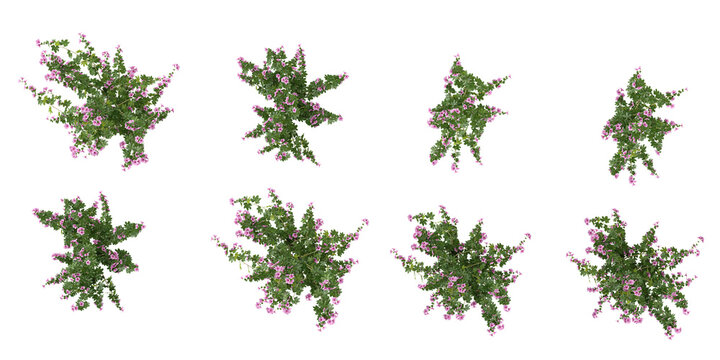 set of Garden tree-mallow flower plants on transparent background from the top view