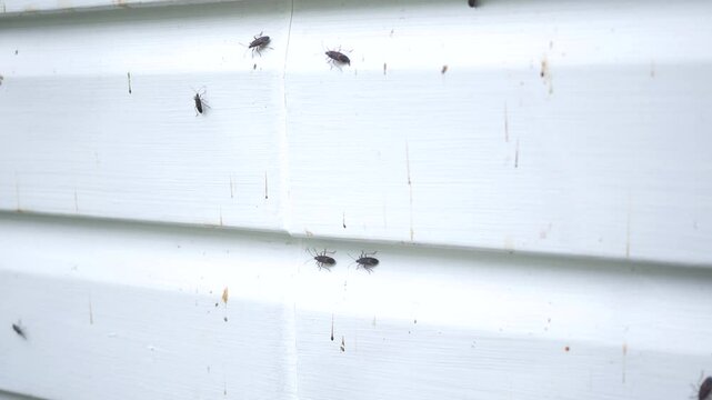 Shaky Camera on invasive bugs on residential home siding