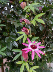 Stunning deep pink Passion flowers passiflora, growing in the glasshouse at RHS Wisley garden, Woking, Surrey, UK.