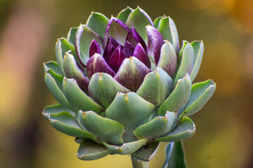 Obraz premium October Blooms, Portland Oregon