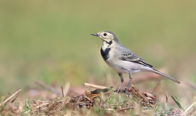 White Wagtail, Motacilla alba, birds of Montenegro