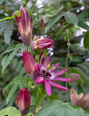 Stunning deep pink Passion flowers passiflora, growing in the glasshouse at RHS Wisley garden, Woking, Surrey, UK.