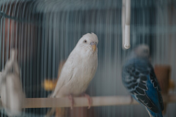 A gentle close-up shot of parakeets sitting on a perch inside a cage, showcasing their colorful feathers and calm demeanor in soft lighting.