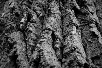 bark of a tree