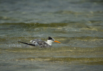 Lesser Crested tern bathing at Busaiteen coast, Bahrain