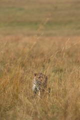 A leopard walking in the grassland of  Masai Mara, Kenya