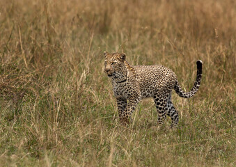 Portrait of a leopard taken while walking in the grasses, Masai Mara.