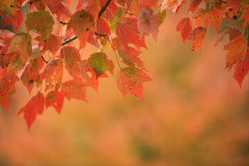 Vibrant Autumn Leaves