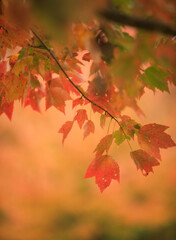 Vibrant Maple Leaves in Autumn