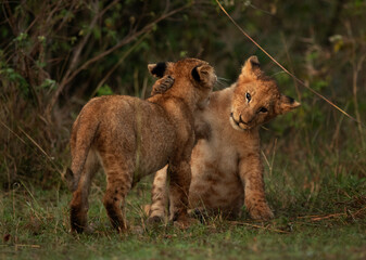 Closeup of Lion cubs playing at Masai Mara, Kenya