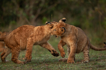 Lion cubs playing at Masai Mara, Kenya