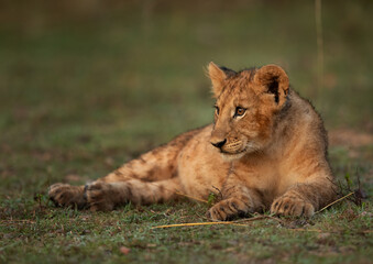 A portrait of a Lion cub resting on green grass at Masai Mara, Kenya