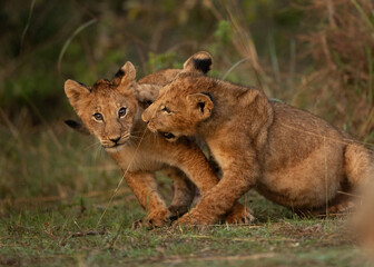 Lion cubs playing in the morning hours at Masai Mara, Kenya