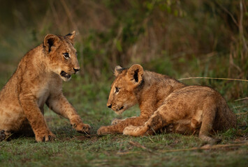 Lion cubs alert to fight with each other in the morning at Masai Mara, Kenya