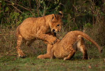 Lion cubs playing at Masai Mara, Kenya