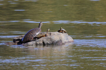 Fototapeta premium Fresh water river turtle basking on rocks. 