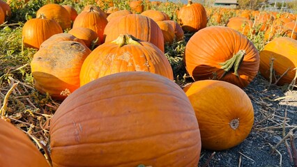 large pumpkins on a farm