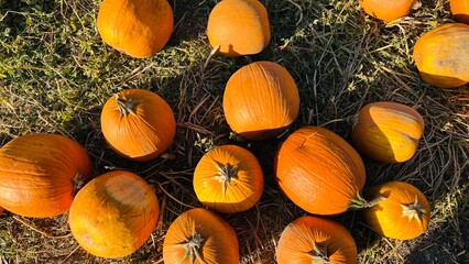 Pumpkins on the ground