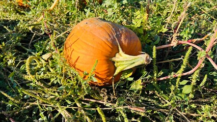 Large pumpkin in grass field