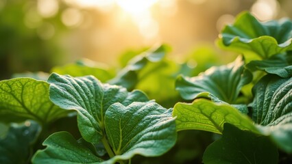Obraz premium Fresh Garden Leaves Glistening with Morning Dew