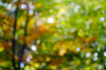 Fototapeta premium Blurred Autumn Trees with Vibrant Foliage in Soft Focus