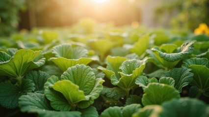 Dewy Garden Leaves in Morning Light