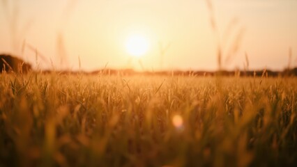 Fototapeta premium Golden Field at Sunset with Calm Atmosphere