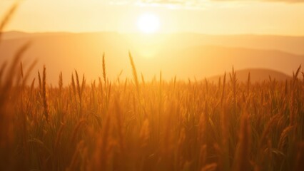 Fototapeta premium Golden Serenity in a Vast Sunny Field