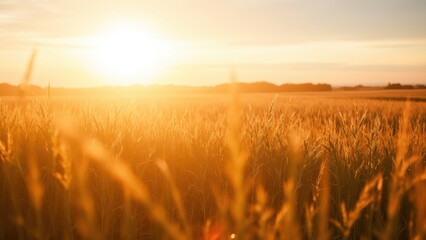 Fototapeta premium Golden Field at Sunrise with Warm Light
