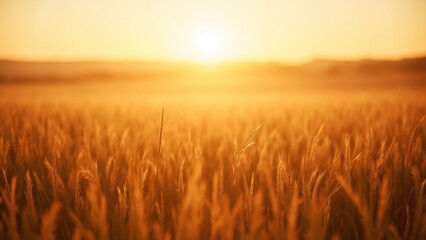 Obraz premium Golden Glow Over Serene Fields at Sunset
