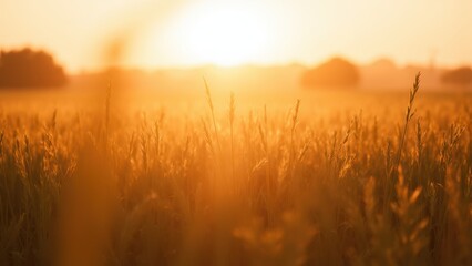 Fototapeta premium Golden Field at Sunset Capturing Serenity