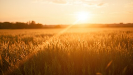 Fototapeta premium Golden Field Under Serene Sunset Glow