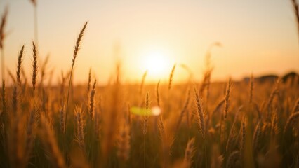 Fototapeta premium Golden Serenity in a Sunlit Field