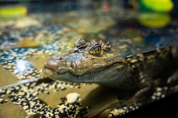 Green crocodile in the aquarium