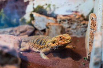 The big lizard on the sand
