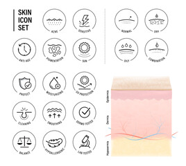 Highly realistic multiple layers skin with skin types icon set. Vector illustration isolated on white background. Great for infographics, showing the action of your product. EPS10.