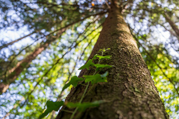 Obraz premium A green forest tree trunk shot from above