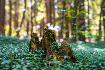 Obraz premium Green four leaf plants in forest, beauty of nature