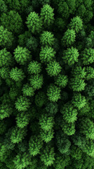 Aerial view of a lush green forest canopy.