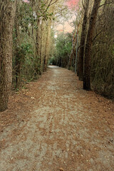 Fototapeta premium Sentiero nella foresta con alberi ed erba sullo sfondo 3256