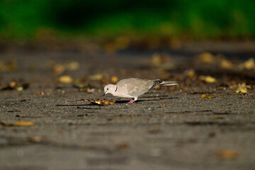 Türkentaube sitzt auf dem Asphalt und frisst im Morgenlicht