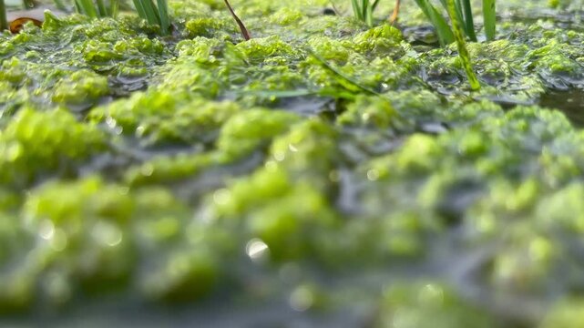 Fantastic macro view of green algae that stuck to green reeds in forest swamp
