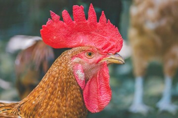 portrait of a rooster