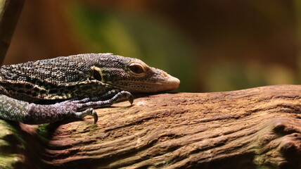 Lizard portrait on a branch at Biotropica Zoo